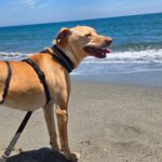 Podenco Snoopy, 08/2023, ca. 45 cm
