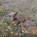 Mischling Tico, 04/2018, ca. 20-25 cm