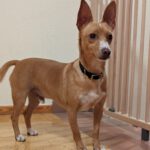 Podenco Tomy, 06/2021, ca. 35 cm, 93482 Pemfling