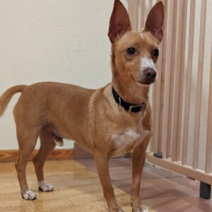 Podenco Tomy, 06/2021, ca. 35 cm, 93482 Pemfling