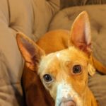 Podenco Tomy, 06/2021, ca. 35 cm, 93482 Pemfling