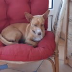 Podenco Tomy, 06/2021, ca. 35 cm, 93482 Pemfling