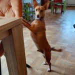 Podenco Tomy, 06/2021, ca. 35 cm, 93482 Pemfling