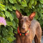 Podenco Tony, 05/2024,ca. 45 cm, 44319 Dortmund