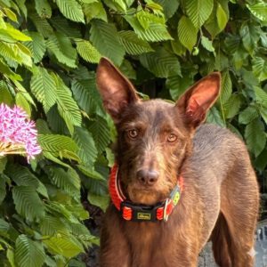 Podenco Tony, 05/2024,ca. 45 cm, 44319 Dortmund