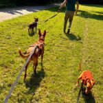 Podenco Tony, 05/2024,ca. 45 cm, 44319 Dortmund
