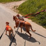 Podenco Tony, 05/2024,ca. 45 cm, 44319 Dortmund