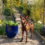 Podenco Tony, 05/2024,ca. 45 cm, 44319 Dortmund
