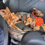 Podenco Tony, 05/2024,ca. 45 cm, 44319 Dortmund