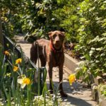 Podenco Tony, 05/2024,ca. 45 cm, 44319 Dortmund