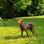 Podenco Tony, 05/2024,ca. 45 cm, 44319 Dortmund