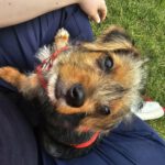 Yorkshire Terrier Torrente, 01/2026, ca. 15 cm