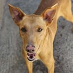 Podenco Turron, 02/2023, ca. 45 cm