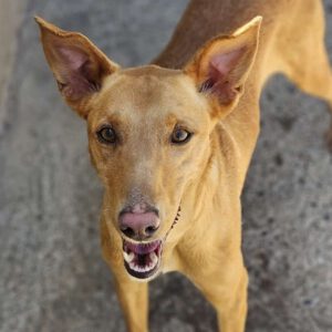 Podenco Turron, 02/2023, ca. 45 cm