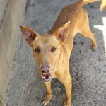 Podenco Turron, 02/2023, ca. 45 cm