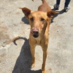 Podenco Turron, 02/2023, ca. 45 cm