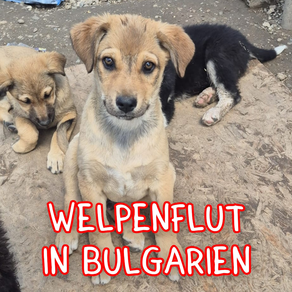 Spendenaufruf Welpenfutter für Bulgarien
