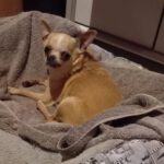 Chihuahua Kira, 06/2017, ca. 20 cm
