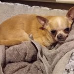 Chihuahua Kira, 06/2017, ca. 20 cm