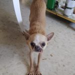 Chihuahua Kira, 06/2017, ca. 20 cm