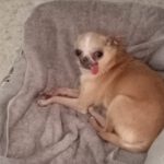 Chihuahua Kira, 06/2017, ca. 20 cm