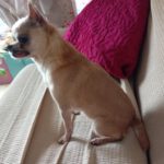 Chihuahua Kira, 06/2017, ca. 20 cm