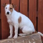 Jack Russel Terrier Mischling Alfie, 12/2025, ca. 30-35 cm