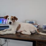 Jack Russel Terrier Mischling Alfie, 12/2025, ca. 30-35 cm