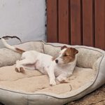 Jack Russel Terrier Mischling Alfie, 12/2025, ca. 30-35 cm