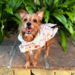 Yorkshire Terrier Mischling Alice, 06/2021, ca. 20 cm