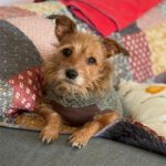 Yorkshire Terrier Mischling Alice, 06/2021, ca. 20 cm