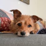 Yorkshire Terrier Mischling Alice, 06/2021, ca. 20 cm