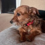 Yorkshire Terrier Mischling Alice, 06/2021, ca. 20 cm