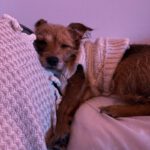Yorkshire Terrier Mischling Alice, 06/2021, ca. 20 cm