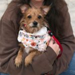 Yorkshire Terrier Mischling Alice, 06/2021, ca. 20 cm
