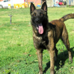Herder Mischling Alma,05/2025, ca. 65 cm