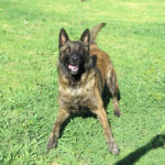 Herder Mischling Alma,05/2025, ca. 65 cm