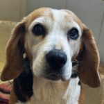 Beagle Ambar, 06/2019, ca. 37 cm