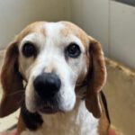 Beagle Ambar, 06/2019, ca. 37 cm