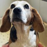 Beagle Ambar, 06/2019, ca. 37 cm