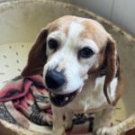 Beagle Ambar, 06/2019, ca. 37 cm