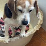 Beagle Ambar, 06/2019, ca. 37 cm