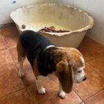 Beagle Ambar, 06/2019, ca. 37 cm