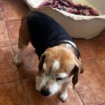 Beagle Ambar, 06/2019, ca. 37 cm