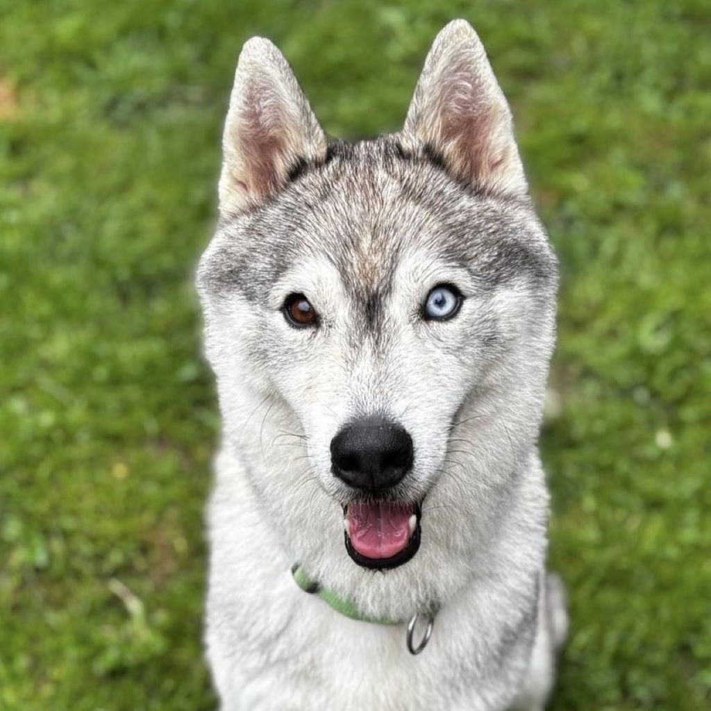 Sibirian Husky Anchjo, 04/2022, ca. 55 cm, 61381 Friedrichsdorf