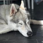 Sibirian Husky Anchjo, 04/2022, ca. 55 cm, 61381 Friedrichsdorf