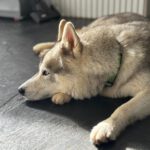 Sibirian Husky Anchjo, 04/2022, ca. 55 cm, 61381 Friedrichsdorf
