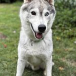 Sibirian Husky Anchjo, 04/2022, ca. 55 cm, 61381 Friedrichsdorf