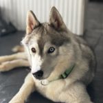 Sibirian Husky Anchjo, 04/2022, ca. 55 cm, 61381 Friedrichsdorf