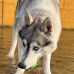 Sibirian Husky Anchjo, 04/2022, ca. 55 cm, 61381 Friedrichsdorf